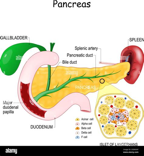 Pancreatic Islets Diagram