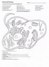 Cells Organelles And Their Sheet Coloring Pages sketch template