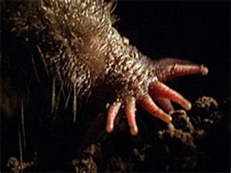 The Beauty of Ugly | Star-Nosed Moles | Nature | PBS