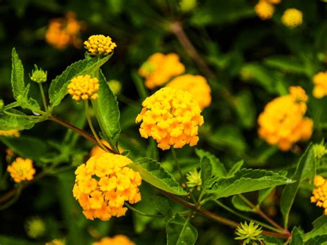 Making Lantana Bloom - What To Do When Lantana Does Not Flower