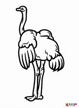 Ostrich Free Coloring Page  Printable Pages sketch template