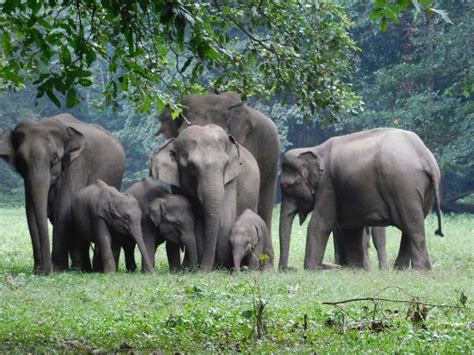 Dandeli Wildlife Sanctuary – Kaziranga National Park and Tiger Reserve ~ Tour Packages & Safari ...