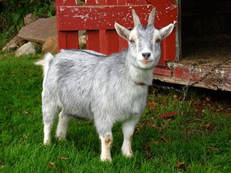 10 Highly-Productive Animals to Raise for Dairy (Other Than Milk Cow)