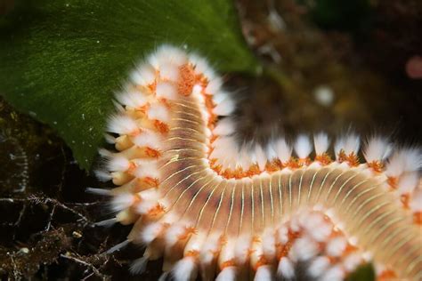 Bristle Worms In Your Saltwater Tank: What You Need To Know