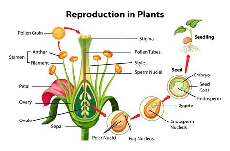 Free Vector | Reproduction in plants diagram