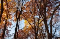 Rock Creek Park – Fall Colors | Dan Pence Photography