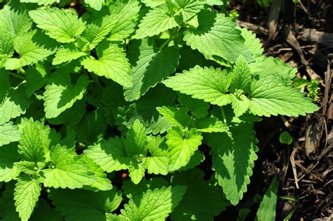 How to forage for wild catnip