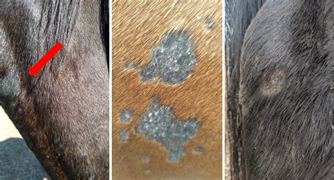 Vets corner: Identifying and treating ringworm - Harness Racing Victoria