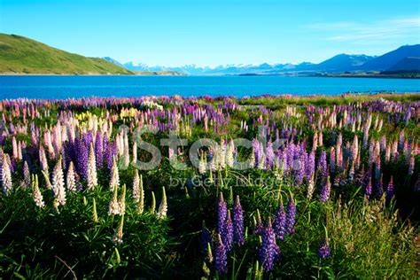 Lupins Of Lake Tekapo Stock Photo | Royalty-Free | FreeImages