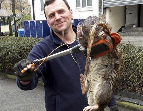 This Massive, 25-Pound Rat from London Makes NYC's Rodent Scene Look Silly | spoiled NYC