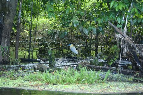 The Amazon River: water flow dynamics and its ecosystem interactions | The UC Science Blog