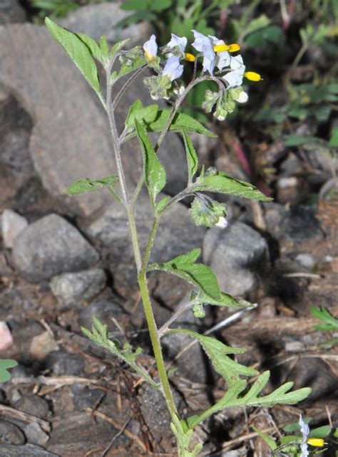 Solanum Annuum Care & Growing Guide | Earth&Jungle | Plants, Media, Earth