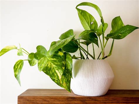 Modern White Ceramic Planter Pot, 6" Pot for Tropical House Plants and ...