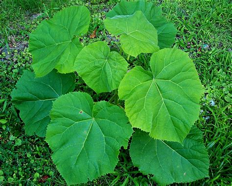 Big leaf weed | This weed is growing in my back yard. It loo… | Flickr