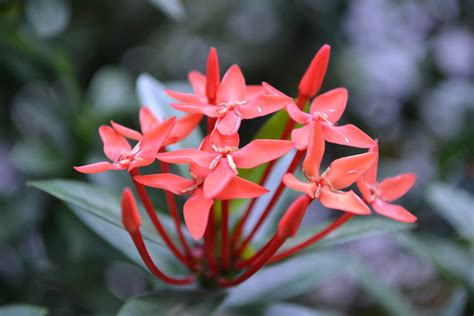 Red Flower Flower Kanakambaram Flower Santan-20 Inch By 30 Inch ...