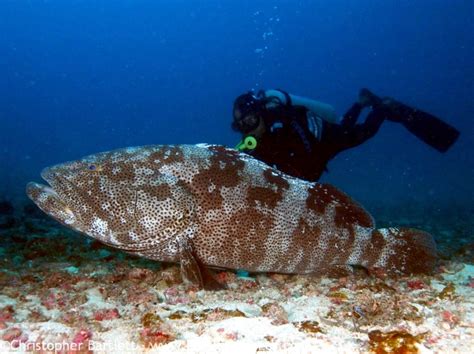 Giant Grouper – "OCEAN TREASURES" Memorial Library