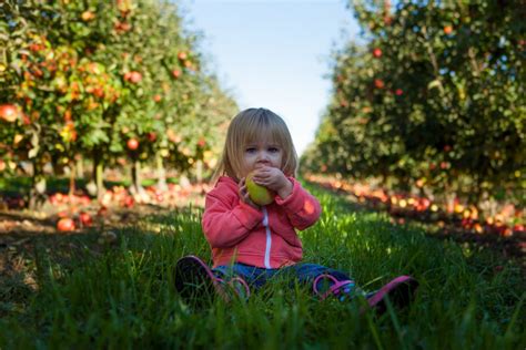 Bushels of Fun! 7 Orchards to Go Apple Picking in Julian