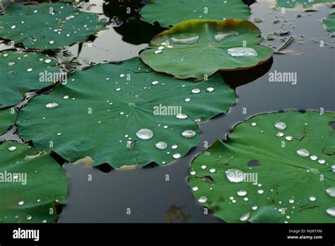 Lotus leaf with water droplets on them Stock Photo - Alamy