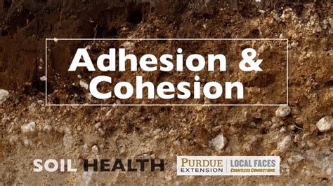 Soil Basics: Adhesion and Cohesion - YouTube