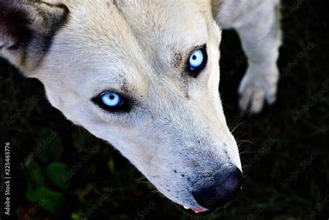 a big scary dog with strange blue eyes look at camera Stock Photo | Adobe Stock