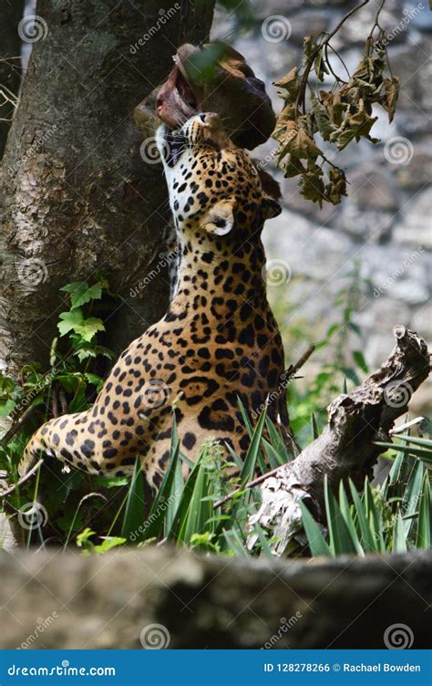 Jaguar Hunting for His Lunch. Stock Photo - Image of gorgous, serious: 128278266