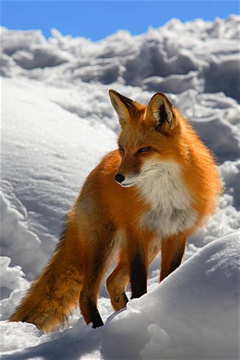 Free Winter Animal Wallpaper - WallpaperSafari