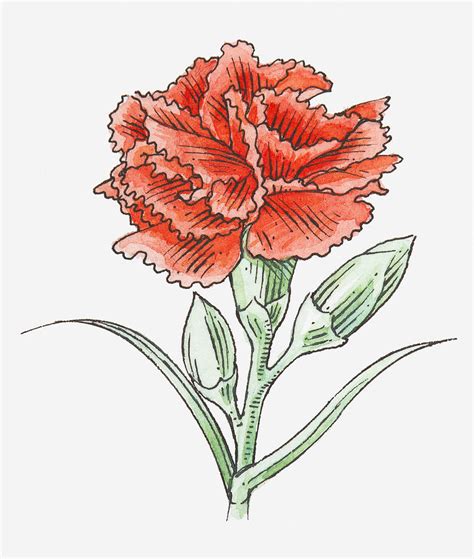 Illustration Of A Red Carnation Digital Art by Dorling Kindersley