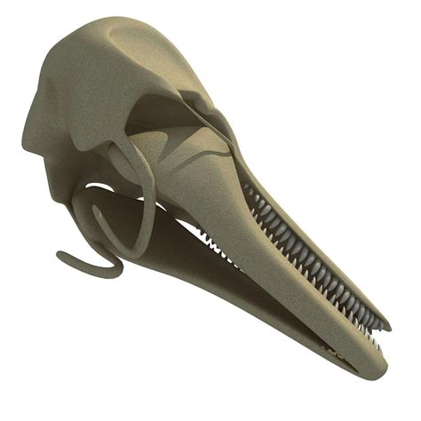 Dolphin Skull - 3D Model by 3D Horse