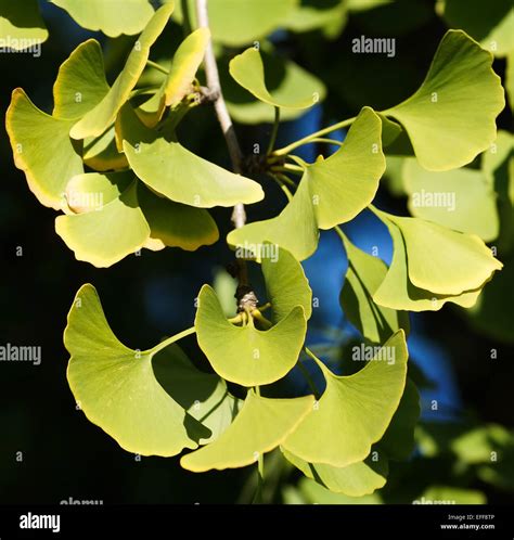 Ginkgo tree leaves in autumn Stock Photo - Alamy