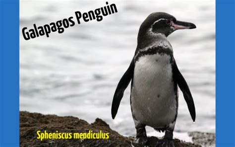 Galapagos Penguin Adaptations by Luke Winquist on Prezi