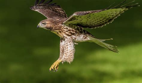 Juvenile Red-Tailed Hawk Flying Photograph by Morris Finkelstein - Pixels