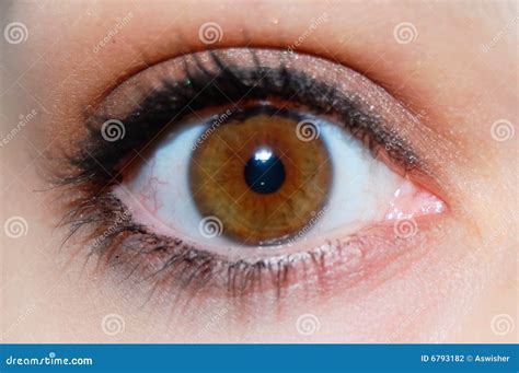 Brown Eye stock photo. Image of eyelash, eyebrow, lash - 6793182