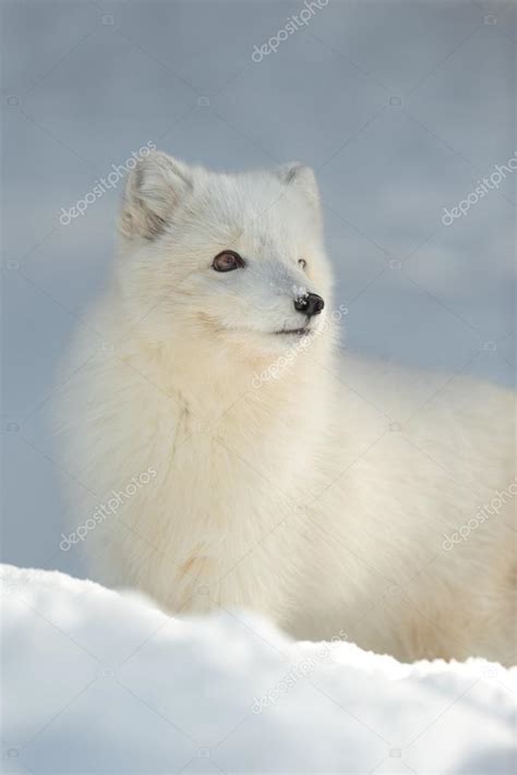 Arctic Fox in Winter — Stock Photo © Andy_Astbury #102299540