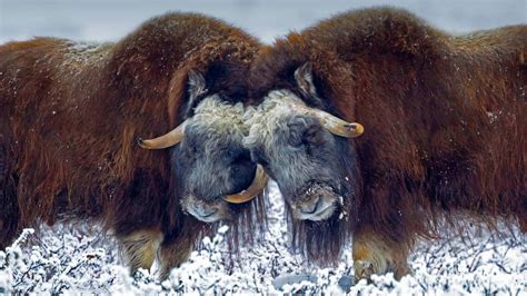 Wallpaper USA, Alaska, musk ox, horns, snow 1920x1080 Full HD 2K Picture, Image