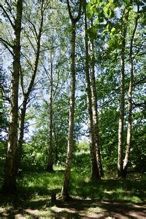 Silver Birch Trees | Daventry Country Park | David Merrett | Flickr