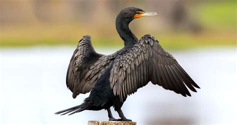 Cormorant Bird Fishing