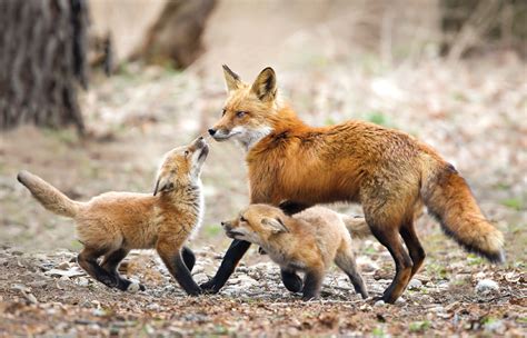 red-fox-family-photo-by-mellissa-groo - Ink Publications