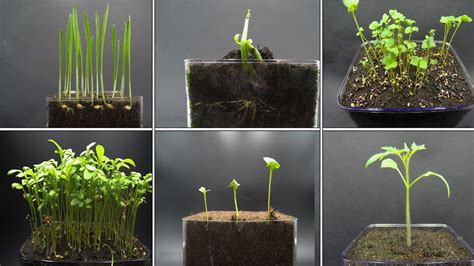 Growing Plants Time Lapse Compilation - 123 Days Of Growing in 2,5 Minutes - YouTube