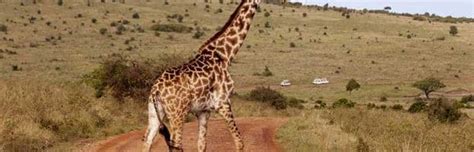 Masai Giraffe (Giraffa tippelskirchi) - Giraffe Facts and Information