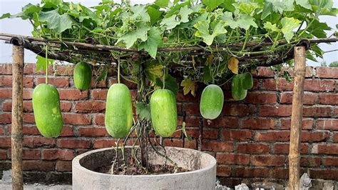 How to grow Winter Melon from seeds at home / Growing Wax gourd from seeds till harvest - YouTube