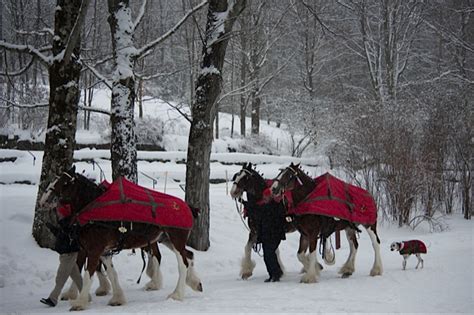 Behind the Scenes: Budweiser Clydesdales // St Louis Photographer Rep & Creative Team, RepHeads ...