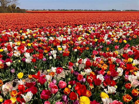 Keukenhof Gardens Tulips: World’s Most Beautiful Spring Garden