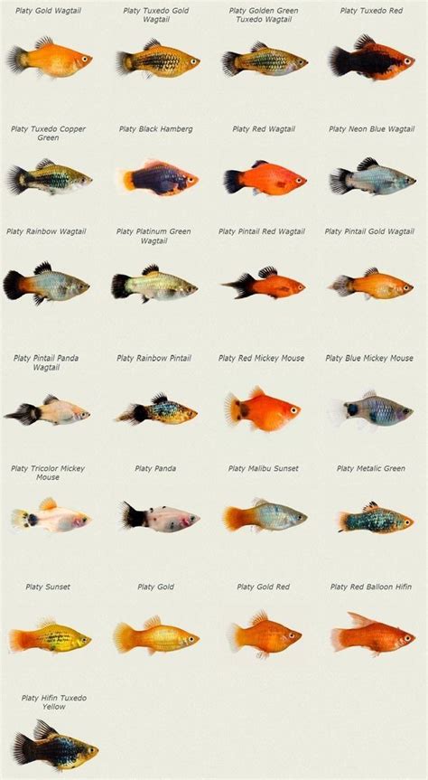 Swordtails | Aquarium fish, Tropical freshwater fish, Platy fish