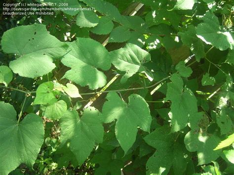 Plant Identification: CLOSED: Help ID this invasive vine, 1 by ...