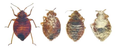 Dead Bed Bugs: A Guide With Photos - What To Do if You See One