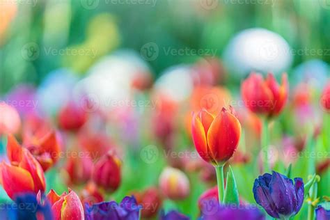 Red and purple tulips in the garden 9323604 Stock Photo at Vecteezy