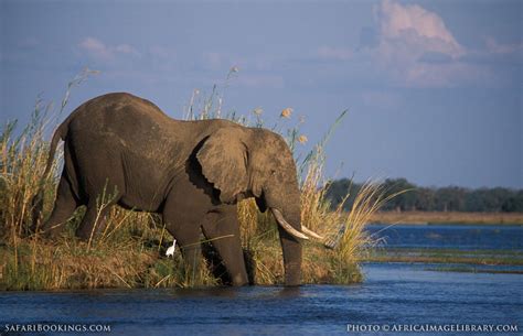 Zambia Wildlife Photos – Award winning images & pictures!