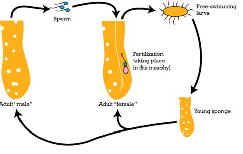 Euplectella aspergillum - Bio 113 Portfolio