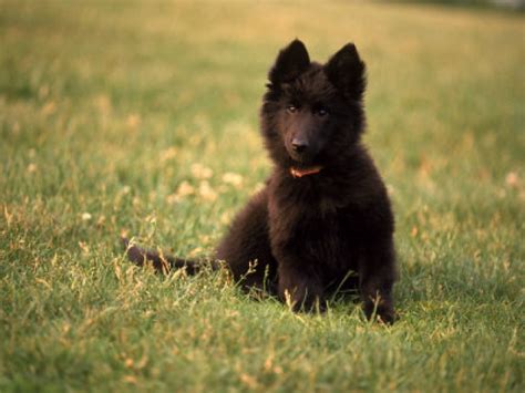 Herding Puppies Pictures