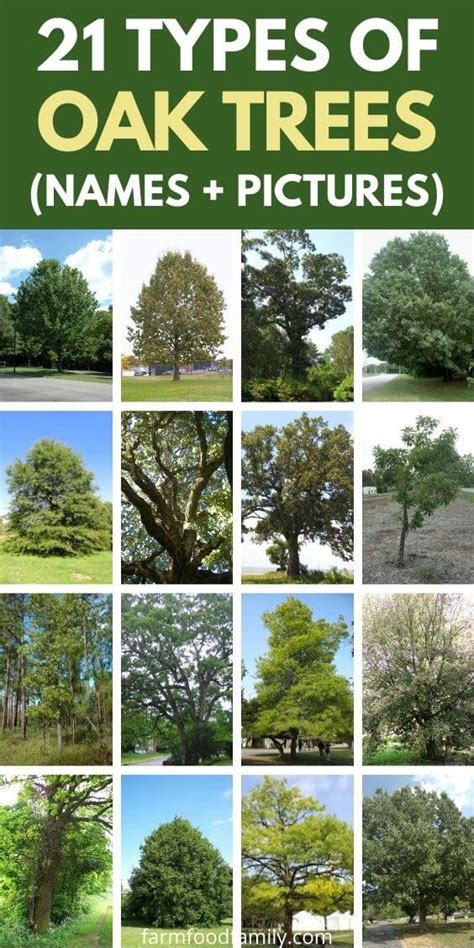 21+ Different Types Of Oak Trees With Names, Their Uses and Pictures